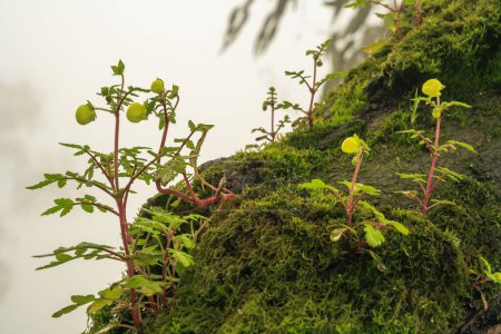 Téléchargez les photos : Les Lomas de Lachay est une réserve naturelle nationale, l'une des plus importantes au Pérou, où vous pourrez apprécier la diversité de la flore, la faune et l'archéologie. - en image libre de droit