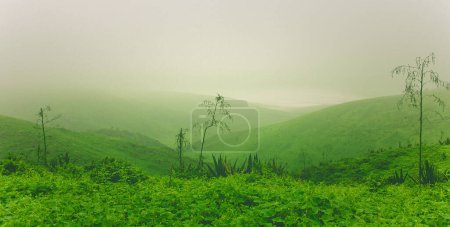 green forest with mountains in the morning