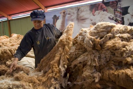 Foto de Una mujer trabaja seleccionando lana de alpaca. Arequipa Perú. - Imagen libre de derechos