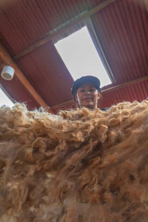 Foto de Una mujer trabaja seleccionando lana de alpaca. Arequipa Perú. - Imagen libre de derechos