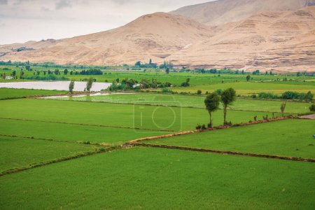paysage avec rizières vertes, montagnes et arbres
