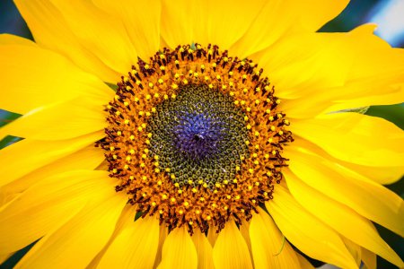 Sonnenblume Nahaufnahme
