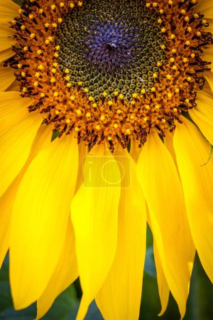 Sonnenblume am Sommertag