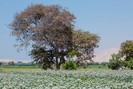 a landscape shot of blooming white flower field