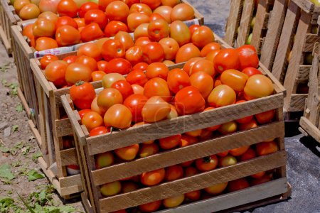red tomatoes on a wooden crate.