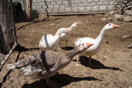 un groupe d'oies blanches avec un bec blanc.