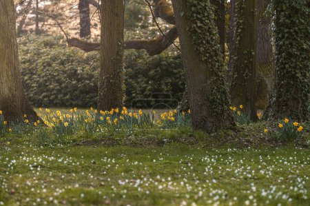 Foto de Hermosos narcisos amarillos que florecen en el día de primavera. Narcissi floreciendo en el jardín de primavera. - Imagen libre de derechos