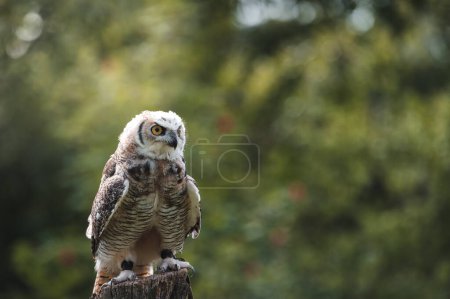 Photo for Young Siberian eagle owl (Bubo bubo sibiricus) - Royalty Free Image