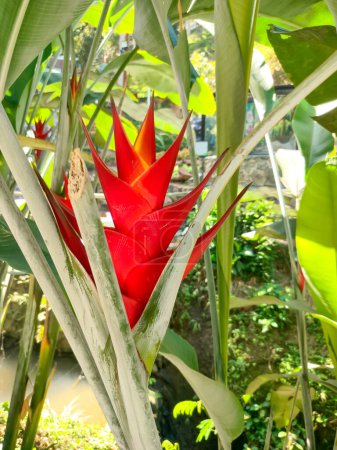 Photo for Heliconia bihai of the family Heliconiaceae is an erect herb typically growing taller than 1.5 m. It is native to northern South America and the West Indies - Royalty Free Image