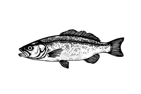 Illustration for Pike hand drawn engraving fish isolated on white background. Vector sketch illustration - Royalty Free Image