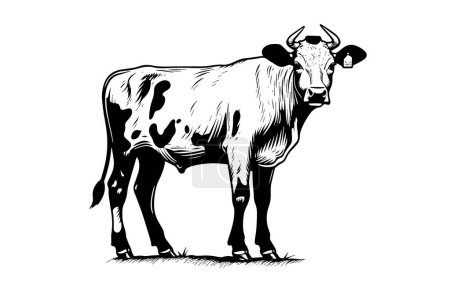 Illustration for Alpine cow vector hand drawn engraving style illustration - Royalty Free Image
