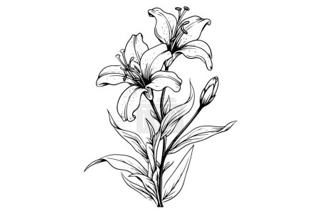 Ilustración de Lirio ramo blanco y negro monocromo aislado sobre fondo blanco. Ilutración vectorial dibujada a mano - Imagen libre de derechos