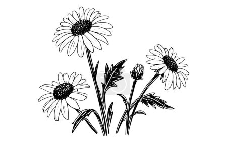 Illustration for Hand drawn chamomile ink sketch. Daisy bouquet engraving vector illustration - Royalty Free Image
