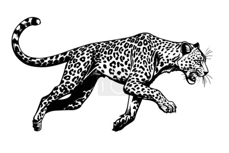 Photo for Black and white hand drawn ink sketch of leopard walks. Vector illustration - Royalty Free Image