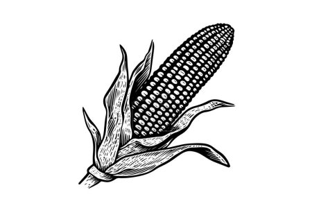 Illustration for Corn hand drawing sketch vintage engraving vector illustration - Royalty Free Image
