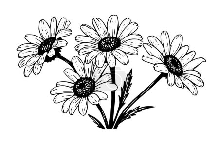 Téléchargez les illustrations : Croquis à l'encre de camomille dessiné à la main. Illustration vectorielle de gravure fleur marguerite - en licence libre de droit