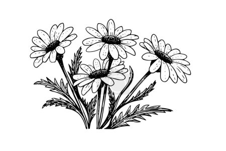 Téléchargez les illustrations : Croquis à l'encre de camomille dessiné à la main. Illustration vectorielle de gravure fleur marguerite - en licence libre de droit