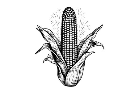 Photo for Corn hand drawing sketch vintage engraving vector illustration - Royalty Free Image