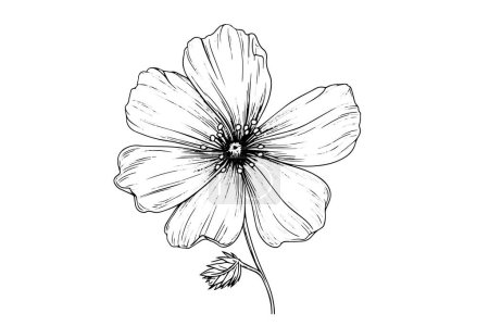 Photo for Isolated cosmea vector illustration element. Black and white engraving style ink art - Royalty Free Image