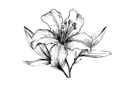 Photo for Saffron or crocus hand drawn ink sketch. Vector illustration in engraving vintage style - Royalty Free Image