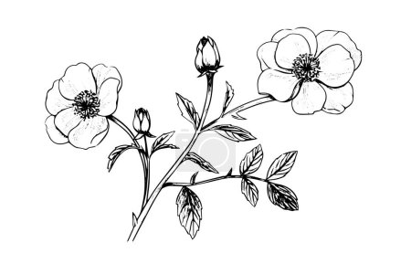 Photo for Rosa canina flower hand drawn ink sketch. Engraving style vector illustration - Royalty Free Image