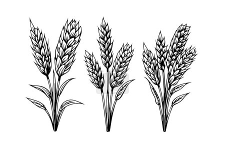 Photo for Set of wheat bread ears cereal crop sketch engraving style vector illustration - Royalty Free Image