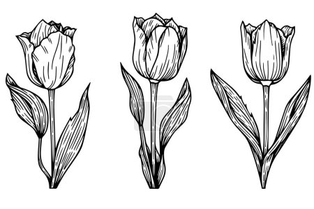 Photo for Hand drawn art of tulips branches. Flower isolated on white background. Vintage vector illustration - Royalty Free Image