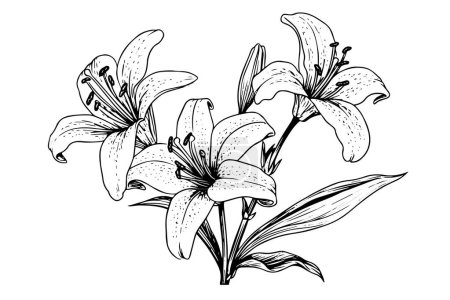 Ilustración de Lirio ramo blanco y negro monocromo aislado sobre fondo blanco. Ilutración vectorial dibujada a mano - Imagen libre de derechos