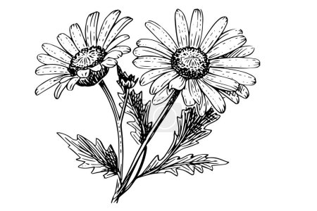 Bosquejo de tinta de manzanilla dibujado a mano. Ilustración de vectores de grabado de ramo de margarita