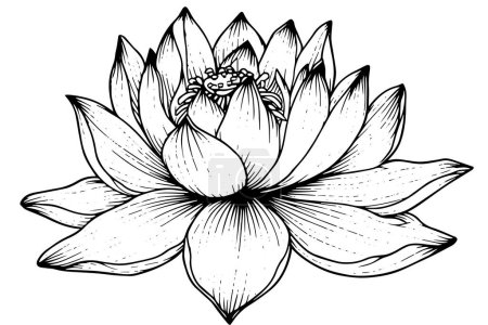 Ilustración de Una flor de agua de lirio de loto en un grabado en madera vintage grabado estilo vector ilustración - Imagen libre de derechos