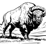 Hand drawn buffalo. Vector illustration of bull ink sketch engraving style