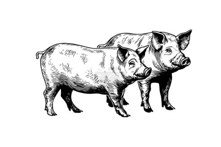 Photo for Vector illustration of pig in engraving style, hand drawing sketch - Royalty Free Image