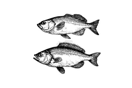 Illustration for Crucian carp and perch hand drawn engraving fish isolated on white background. Vector sketch illustration - Royalty Free Image