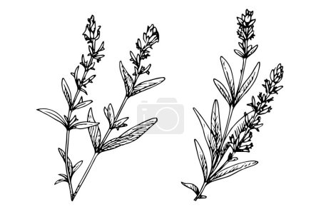 Photo for Floral botanical lavender flower hand drawn ink sketch. Vector engraving illustration - Royalty Free Image