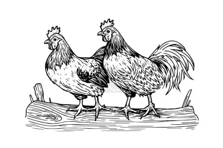Ilustración de Pollo o gallina dibujado en estilo de grabado vintage ilustración vectorial - Imagen libre de derechos
