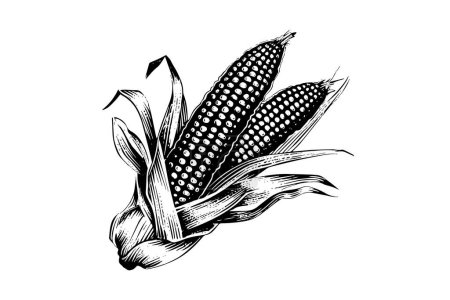 Illustration for Two sweetcorn hand drawing sketch vintage engraving vector illustration - Royalty Free Image