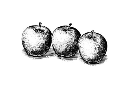 Photo for Apple fruit hand drawn engraving style vector illustrations - Royalty Free Image