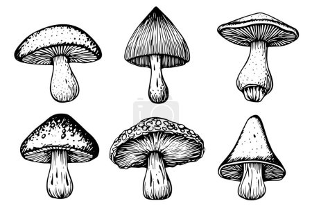 Photo for Hand drawn ink sketch of mushrooms set. Engraving vintage style vector illustration - Royalty Free Image