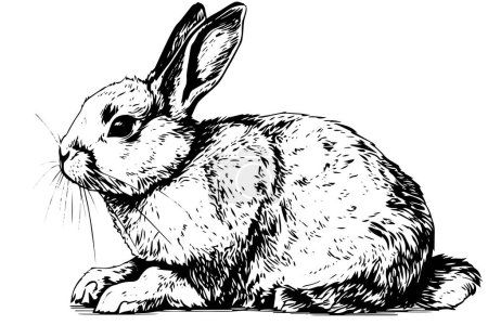 Photo for Engraving rabbit on white background .Vector ink sketch illustration - Royalty Free Image