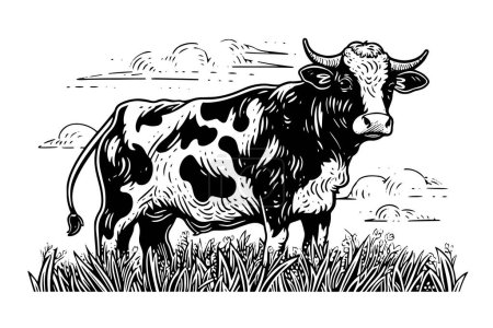 Cow grazes in the field. Vector hand drawn engraving style illustration