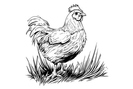 Ilustración de Pollo o gallina en la hierba dibujada en la ilustración de vectores de estilo grabado vintage - Imagen libre de derechos