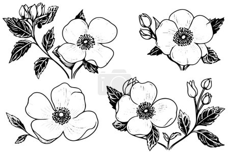 Photo for Rosa canina flower hand drawn ink sketch. Engraving style vector illustration - Royalty Free Image