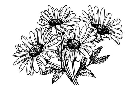 Bosquejo de tinta de manzanilla dibujado a mano. Ilustración de vectores de grabado de ramo de margarita