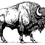 Hand drawn buffalo. Vector illustration of bull ink sketch engraving style