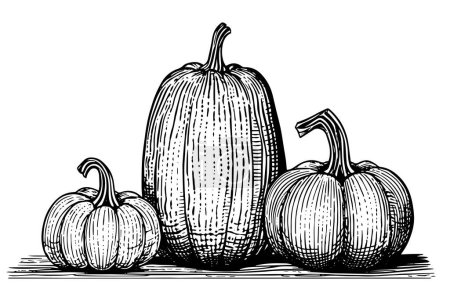 Photo for Ink sketch of pumpkin isolated on white background. Hand drawn vector illustration - Royalty Free Image