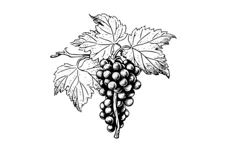 Photo for Hand drawn ink sketch of grape on the branch. Engraving style vector illustration - Royalty Free Image