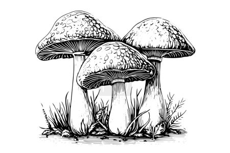 Fly agaric mushroom hand drawn sketch. Engraving vintage style vector illustration