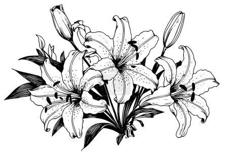 Photo for Monochrome black and white bouquet lily isolated on white background. Hand-drawn vector illsutration - Royalty Free Image