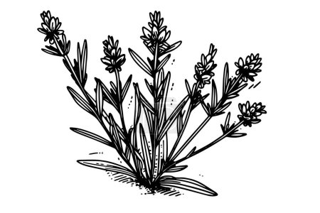 Photo for Floral botanical lavender flower hand drawn ink sketch. Vector engraving illustration - Royalty Free Image
