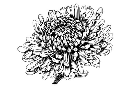 Photo for Hand drawn ink sketch of chrysanthemum. Vector illustration in engraving vintage style - Royalty Free Image